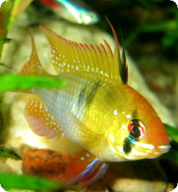 Ram - German Gold Ram - German Gold